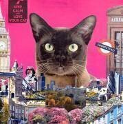 Chat urbain (Anne Storno) - Muzeo.com