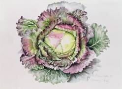 Chou royal de janvier (Alison Cooper) - Muzeo.com