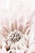 Chrysanthemum No 06 (1x Studio III) - Muzeo.com