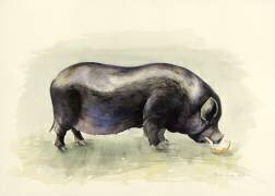 Cochon noir italien (Alison Cooper) - Muzeo.com