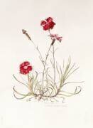 Dianthus manteau de César (Alison Cooper) - Muzeo.com