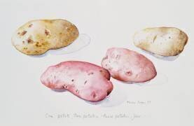 Étude sur la pomme de terre (Alison Cooper) - Muzeo.com