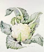 Étude sur le chou-fleur (Alison Cooper) - Muzeo.com