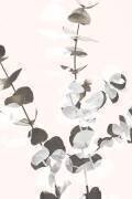Eucalyptus Creative 12 (1x Studio III) - Muzeo.com