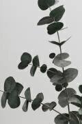 Eucalyptus Natural 05 (1x Studio III) - Muzeo.com