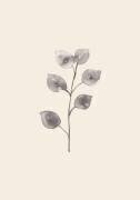 Eucalyptus Twig (1x Studio) - Muzeo.com