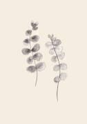 Eucalyptus Twigs (1x Studio) - Muzeo.com