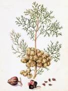 Feuilles et noix de cyprès (William Hooker) - Muzeo.com