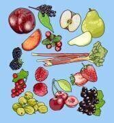 Fruits de saison (Claire Huntley) - Muzeo.com