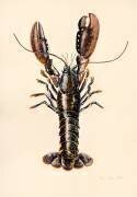 Homard de Solva (Alison Cooper) - Muzeo.com