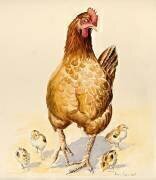La poule de George et ses poussins (Alison Cooper) - Muzeo.com