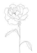 Lignes de pivoine (1x Studio II) - Muzeo.com