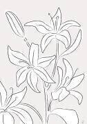 Lillies No 03 (1x Studio II) - Muzeo.com