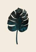 Monstera (1x Studio) - Muzeo.com
