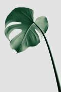 Monstera Natural 36 (1x Studio III) - Muzeo.com