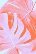Monstera Orange 03 (1x Studio III) - Muzeo.com