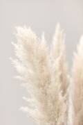 Pampas Grass Grey 03 (1x Studio III) - Muzeo.com
