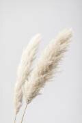 Pampas Grass Grey 13 (1x Studio III) - Muzeo.com
