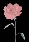 Peony 01 (1x Studio II) - Muzeo.com