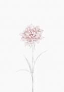 Peony 02 (1x Studio II) - Muzeo.com