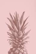 Pinapple Pink 05 (1x Studio III) - Muzeo.com