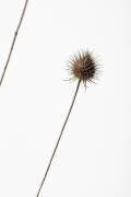 Thistle Grey 08 (1x Studio III) - Muzeo.com
