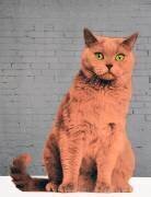 Tout le monde veut être un chat (Anne Storno) - Muzeo.com