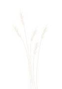 Wheat Grass (1x Studio II) - Muzeo.com