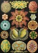 Ascidiae organisms (Ernst Haeckel) - Muzeo.com