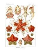 Asteridea (Ernst Haeckel) - Muzeo.com