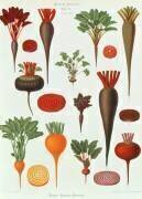 Betterave rouge (Ernst Benary) - Muzeo.com