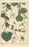 Calebasse (Eugène Grasset) - Muzeo.com