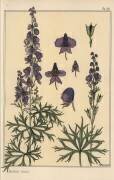 Capuchon de moine (Eugène Grasset) - Muzeo.com