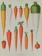 Carottes (Ernst Benary) - Muzeo.com