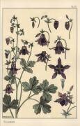Colombine (Eugène Grasset) - Muzeo.com
