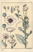 Coquelicot (Eugène Grasset) - Muzeo.com