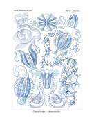 Ctenophorae (Ernst Haeckel) - Muzeo.com