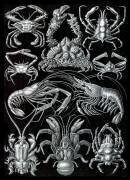 Decapoda, Crabs (Ernst Haeckel) - Muzeo.com