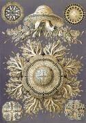 Discomedusae, Jellyfish (Ernst Haeckel) - Muzeo.com