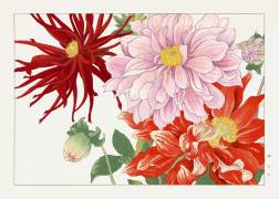 Fleur de dahlia (Tanigami Kônan) - Muzeo.com