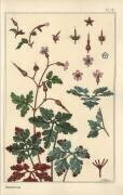 Géranium (Eugène Grasset) - Muzeo.com