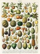 Illustration vintage d'une grande variété de fruits et légumes (Larousse) - Muzeo.com