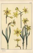 Jonquille (Eugène Grasset) - Muzeo.com