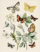 Kaléidoscope de papillons et de chenilles qui voltigent (William Forsell Kirby) - Muzeo.com