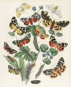 Kaléidoscope de papillons et de chenilles qui voltigent (William Forsell Kirby) - Muzeo.com