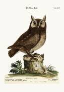 La petite chouette (Mark Catesby) - Muzeo.com