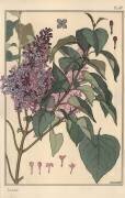 Lilas (Eugène Grasset) - Muzeo.com