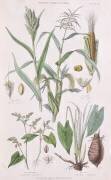 Millet (W. Fitch) - Muzeo.com