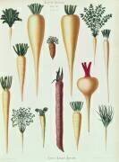 Navets (Ernst Benary) - Muzeo.com
