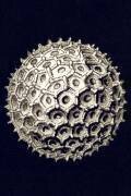Orbulina universa (Ernst Haeckel) - Muzeo.com